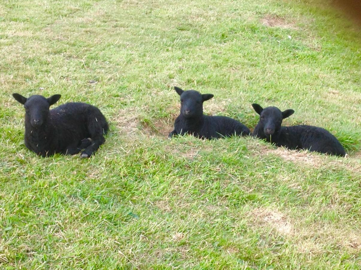 Molehill Lodge Swansea Eksteriør billede